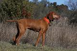 VIZSLA poil court 203